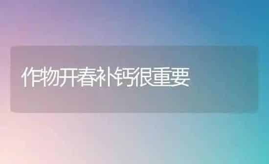 春季养鹅的饲养方法 | 家禽养殖