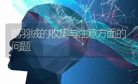 鹅羽绒的收集与注意方面的问题 | 家禽养殖