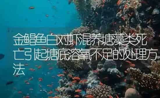 金鲳鱼白对虾混养塘藻类死亡引起塘底溶氧不足的处理方法 | 海水养殖