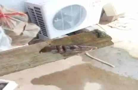 水蛭养殖过程中常见病水鼓病的防治方法