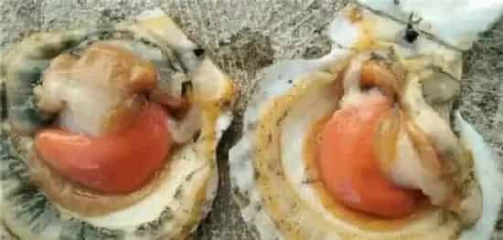 扇贝育苗“红红火火”，育苗攻坚战岂能掉以轻心？