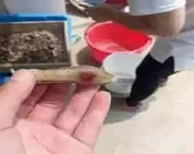水蛭养殖过程中常见病水鼓病的防治方法