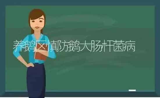 养鹅区慎防鹅大肠杆菌病 | 家禽养殖