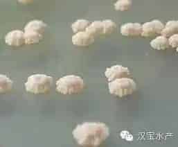 水产养殖过程中六种常见微生态制剂简介