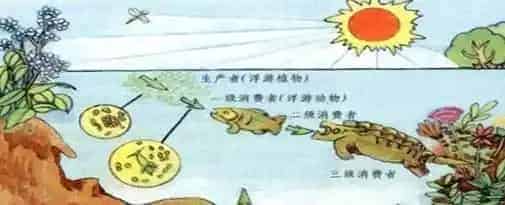 水产养殖户如何调控好池塘藻相