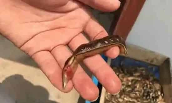 水蛭养殖过程中常见病水鼓病的防治方法