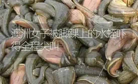 澳洲女子被脚踝上的水蛭吓得全程尖叫 | 特种养殖