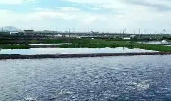 夏秋季高温期水产养殖管理技术要点