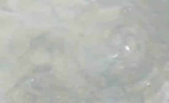 培育四大家鱼、鲮鱼苗种实用技术
