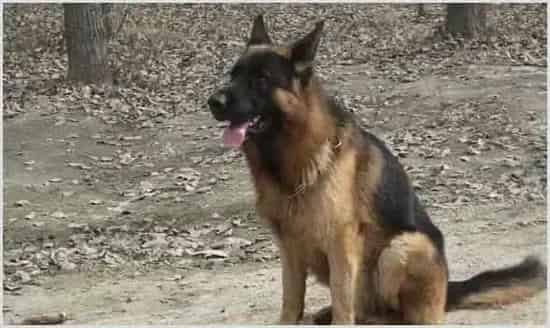 牧羊犬怎么养?如何训练牧羊犬? | 农业养殖科普