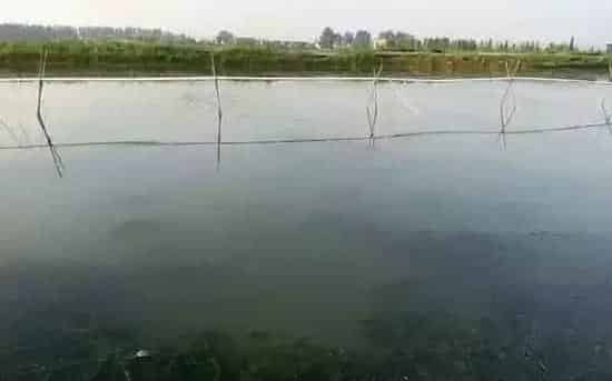 溶氧是河蟹养殖后期池塘维稳的关键