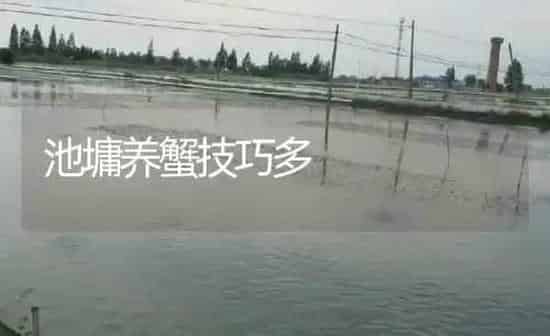 池墉养蟹技巧多 | 淡水养殖