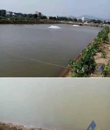 珠海地区瘦水投放红鲉鱼苗一例