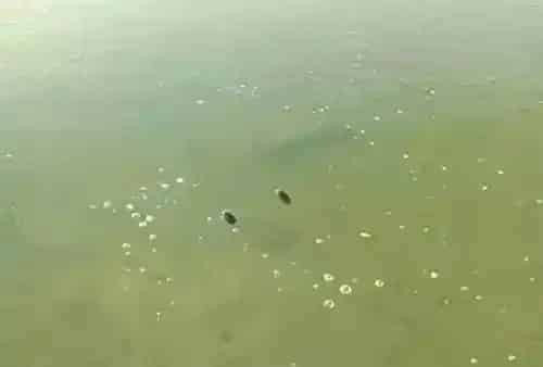 春季海参池塘具体问题分析及建议