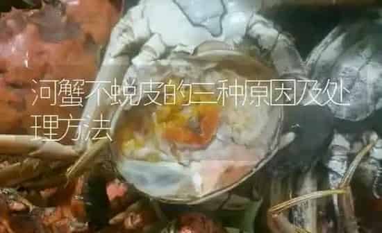河蟹不蜕皮的三种原因及处理方法 | 淡水养殖