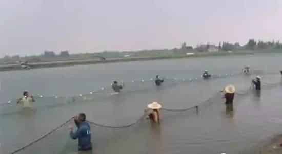 养鱼高温天卖鱼,如何提高起捕率,降低死亡率?