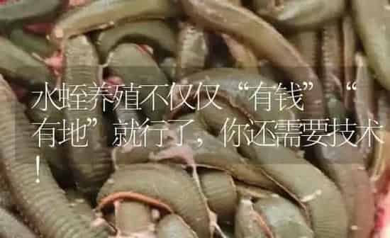 水蛭养殖不仅仅“有钱”“有地”就行了，你还需要技术！ | 特种养殖