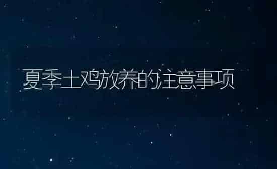 夏季土鸡放养的注意事项 | 家禽养殖