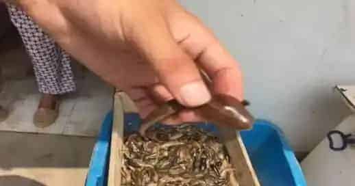 水蛭养殖过程中常见病水鼓病的防治方法