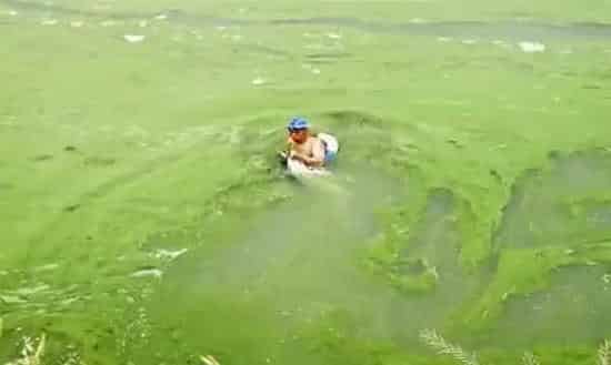 水产养殖水体中的主要环境生物