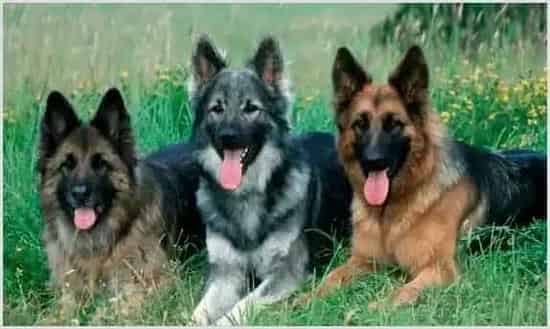 牧羊犬怎么养?如何训练牧羊犬? | 农业养殖科普