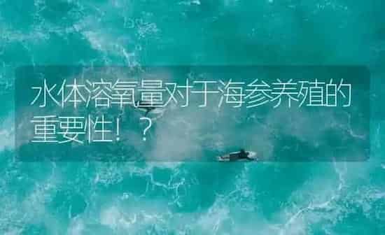 水体溶氧量对于海参养殖的重要性！？ | 海水养殖