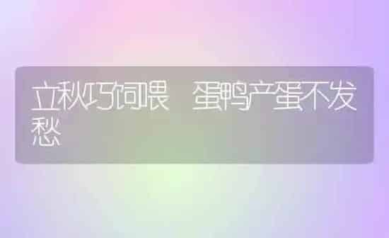 立秋巧饲喂 蛋鸭产蛋不发愁 | 家禽养殖
