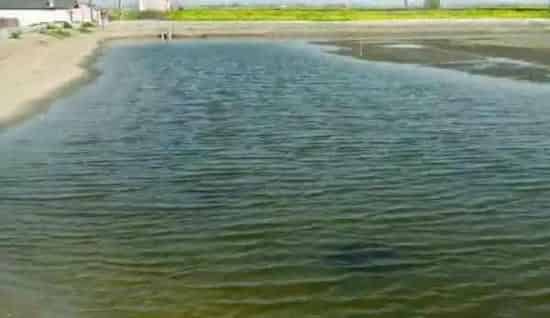 水产养殖水体中的主要环境生物