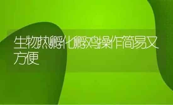 生物热孵化孵鸡操作简易又方便 | 家禽养殖