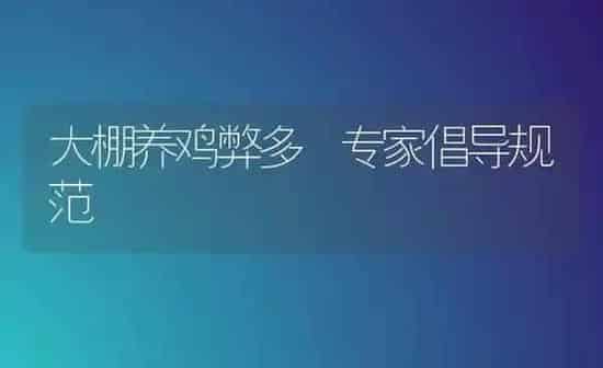 大棚养鸡弊多 专家倡导规范 | 家禽养殖