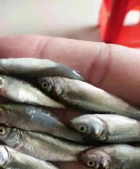 培育四大家鱼、鲮鱼苗种实用技术