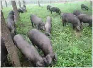 中国黑猪行业的内忧外患 | 动物养殖资料
