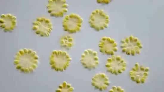 水产养殖水体中的主要环境生物