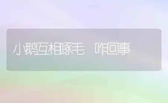 小鹅互相啄毛 咋回事 | 家禽养殖