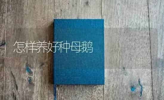 怎样养好种母鹅 | 家禽养殖