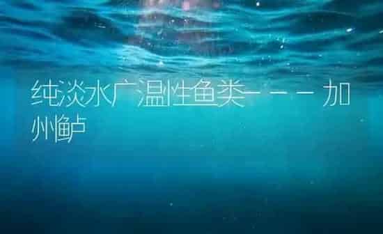 纯淡水广温性鱼类---加州鲈 | 淡水养殖