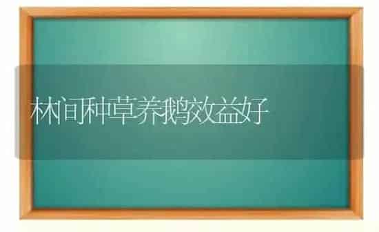 林间种草养鹅效益好 | 家禽养殖