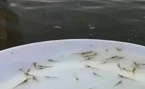 南美白对虾的体质你注意了吗？