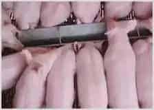 如何防止小猪换料腹泻 | 农业养殖技术