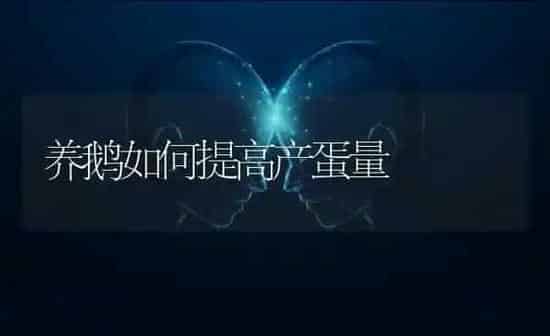 养鹅如何提高产蛋量 | 家禽养殖