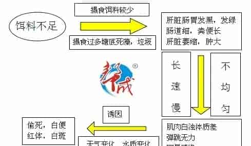 南美白对虾的体质你注意了吗？