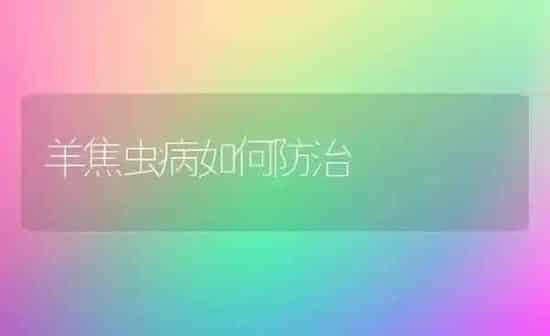 羊焦虫病如何防治 | 家畜养殖