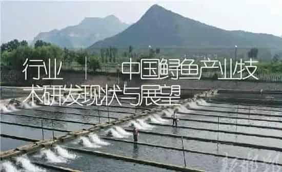 行业 | 中国鲟鱼产业技术研发现状与展望 | 淡水养殖