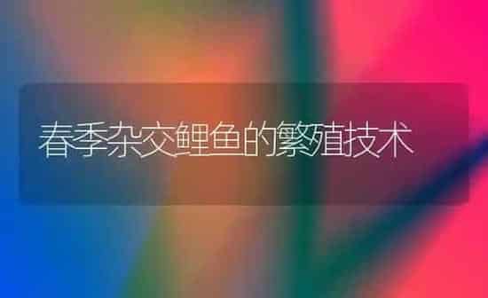 春季杂交鲤鱼的繁殖技术 | 淡水养殖