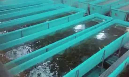 揭秘一种鱼类养殖密度高达每立方米80千克的工厂化养殖模式