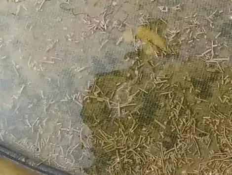 南美白对虾的体质你注意了吗？