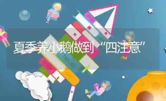夏季养小鹅做到“四注意” | 家禽养殖