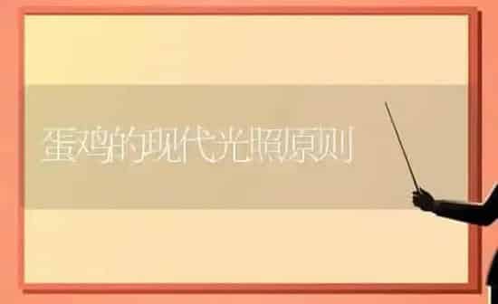 蛋鸡的现代光照原则 | 家禽养殖