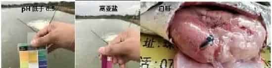 高温期生鱼卖鱼上车难，这里有您急需的安全出鱼秘籍！