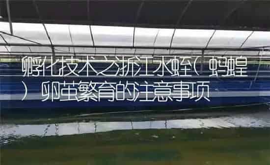 孵化技术之浙江水蛭(蚂蝗)卵茧繁育的注意事项 | 特种养殖